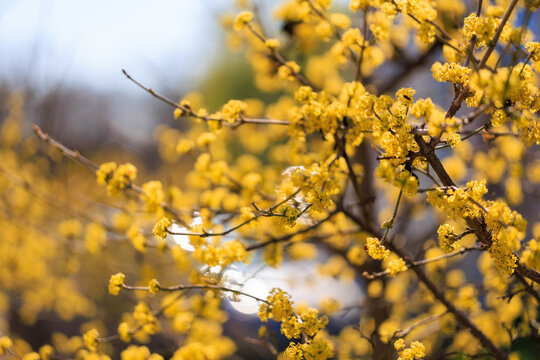 A tree with yellow flowers is in the foreground