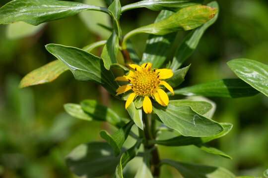 Borrichia frutescens or sea oxeye daisy flower in the wild.