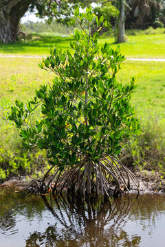 Small mangrove tree sitting at the edge of the water.