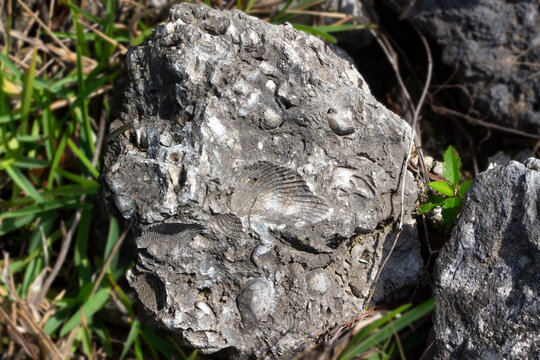 A rock made up of shells and shell impressions.