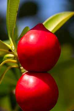 Miracle fruit on a Synsepalum dulcificum plant.