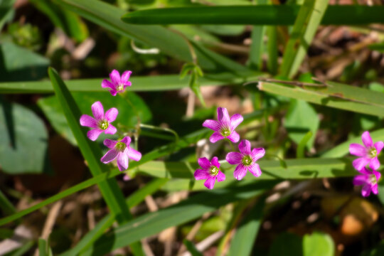 Oxalis debilis, known as pink sorrel or pink wood sorrel, flower in the wild among the grass.