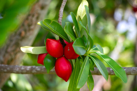 Miracle fruit on a Synsepalum dulcificum plant.