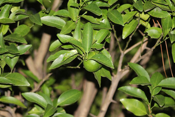 green fruits on the tree branches. details of nature. fruits amid the leaves of the tree. lemon on tree branches.