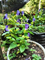 flowers in the garden
