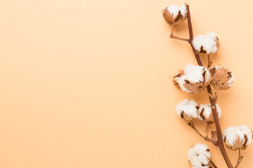 Branch of cotton flowers on color background, top view