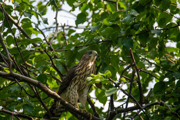 Tailed hawk looking at his prey