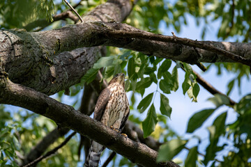 Red haired hawk standing straight on a branche