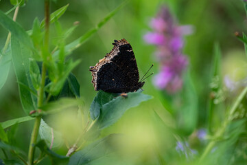 Black butterfly on grass