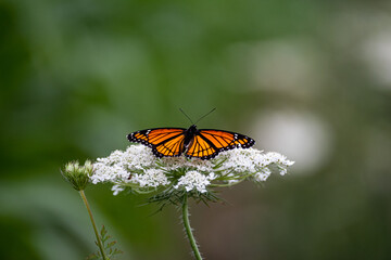 monarch butterfly on a white flower