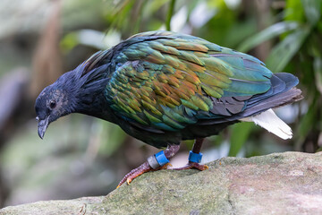 Captive Nicobar Pigeon showing identification rings on leg