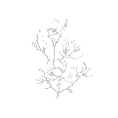 Magnolia tree branch spring flowers, abstract floral sketch art - 767491266