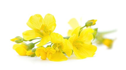 Mustard Flower blossom, Canola or Oilseed Rapeseed, close up , isolated on white background.  ,Generative ai,
