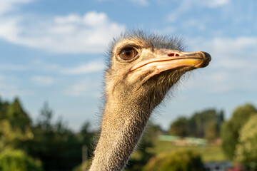 Close up of an ostrich head is seen. 