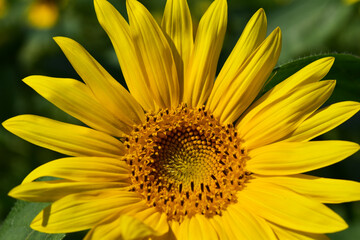 ひまわりの花　アップ
