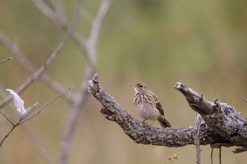 The bushveld pipit (Anthus caffer), also known as bush pipit or little pipit, is a species of bird...