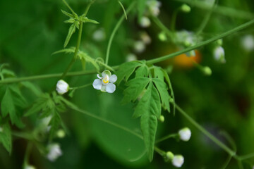 フウセンカズラの小さくて白い花