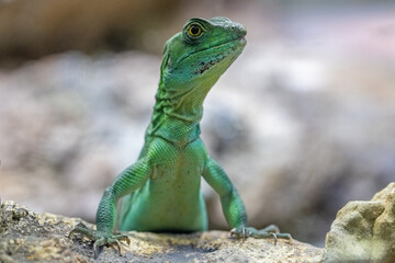 Plumed Basilisk from Central america a in captive environment