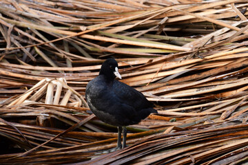 倒れた葦の上に立つオオバン
