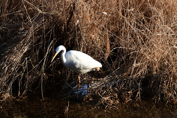 冬の川岸で魚を探すダイサギ