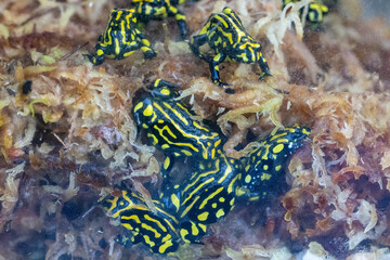 Captive Southern Corroboree frogs in Zoo Breeding program