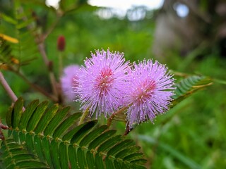 Mimosa Pudica flower in the morning