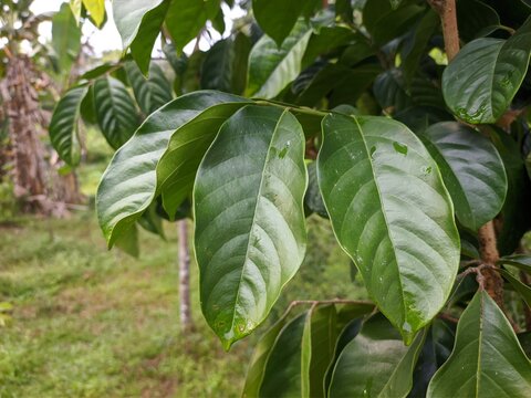 close-up photo of langsat leaves