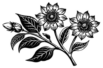 blandfordia glandiflora flowers silhouette vector art illustration