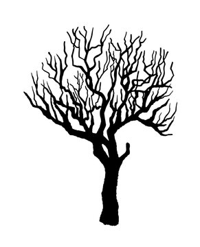 Leafless winter tree. Hand drawn sketch. Line art. Colorful design element on white background. Isolated. Tattoo image. Vector illustration.