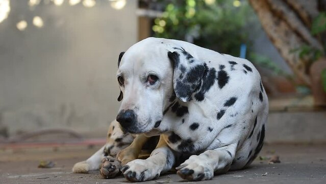 
dalmata breed old dog in profile animal pet