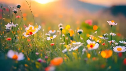 Foto auf Alu-Dibond Flowers, field, grass, wild, nature, spring, colorful, garden, chamomile, beautiful, sun, blossom, season, floral, daisy, background, wallpaper, HD ,flowers in the grass © Every