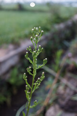 Flowers from a plant with the scientific name Canadian horseweed, in a natural backgound