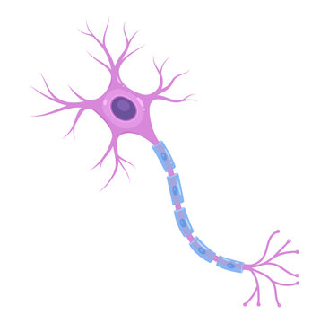 Illustration of neuron anatomy. Vector infographic (nerve cell axon and myelin sheath)	
