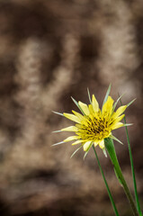 An illuminating shot of a lone yellow wildflower with fine details, highlighting its beauty in nature