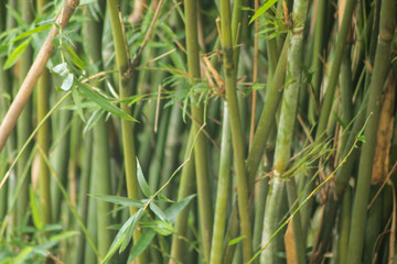 green bamboo tree in a garden. bamboo forest background