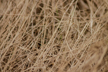 close up dry grass as nature background	
