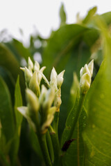 White buds of a plant with scientific name - Tabernaemontana divaricata, commonly called pinwheel flower, crape jasmine, East Indian rosebay, and crown of Nero, in the yard of the house.