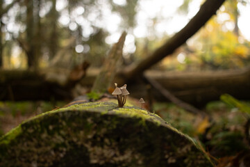 Small mushrooms growing on a mossy log in the forest