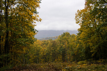 Forest gap overlooking foggy mountains with colorful leaves in autumn