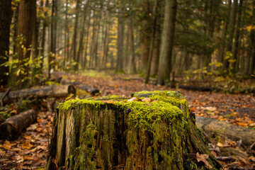 Moss growing on a tree stump in a forest during autumn