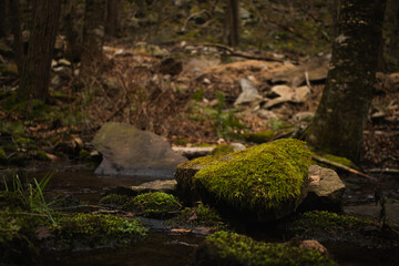 Forest stream with mossy rocks in focus and trees in background