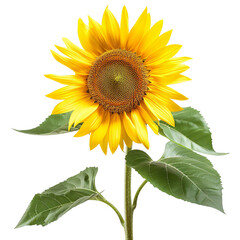 Obraz premium A single sunflower with leaf on an isolated background