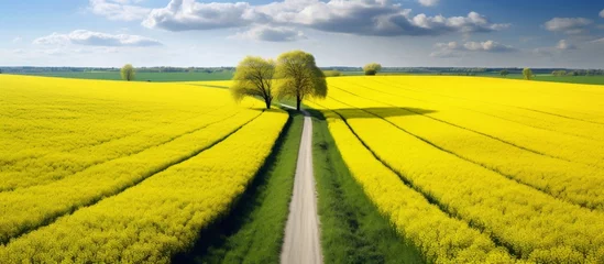  The aerial view shows an asphalt road passing through a grassland with yellow flowers, creating a vibrant contrast with the natural landscape © AkuAku