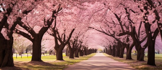 A line of cherry blossom trees decorates the roadside, adding natural beauty to the landscape with their blooming branches against the sky