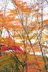 福島県　観音沼森林公園。公園一帯は、野鳥の宝庫であり、四季を通じてさえずりを楽しめます。観音沼の周囲には四季折々の美しさを楽しめる花木等が植栽され、散策路が9コース整備され、春・夏・秋それぞれに違う表情を見せる観音沼を、ゆっくり散策しながら楽しむことができます。その神秘的な景観に魅了された多くのカメラマンが訪れることでも有名です。
