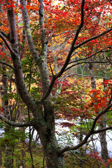 福島県　観音沼森林公園。公園一帯は、野鳥の宝庫であり、四季を通じてさえずりを楽しめます。観音沼の周囲には四季折々の美しさを楽しめる花木等が植栽され、散策路が9コース整備され、春・夏・秋それぞれに違う表情を見せる観音沼を、ゆっくり散策しながら楽しむことができます。その神秘的な景観に魅了された多くのカメラマンが訪れることでも有名です。