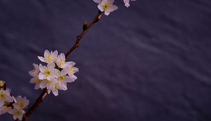 cherry blossom branch and gray background. 桜の枝とグレー背景