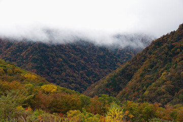 福島県　観音沼森林公園。公園一帯は、野鳥の宝庫であり、四季を通じてさえずりを楽しめます。観音沼の周囲には四季折々の美しさを楽しめる花木等が植栽され、散策路が9コース整備され、春・夏・秋それぞれに違う表情を見せる観音沼を、ゆっくり散策しながら楽しむことができます。その神秘的な景観に魅了された多くのカメラマンが訪れることでも有名です。