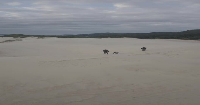 Dunas Joaquina Floripa Florianopolis Drone Areias Litoral Praia Surf Sandboard Prancha Parque Natural Esportes Deserto Aventura Natureza Paisagem Ecossistema Diversidade Geografia Geologia Turismo