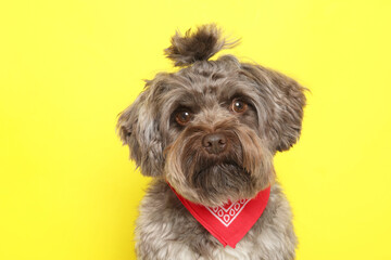 Cute Maltipoo dog on yellow background. Lovely pet